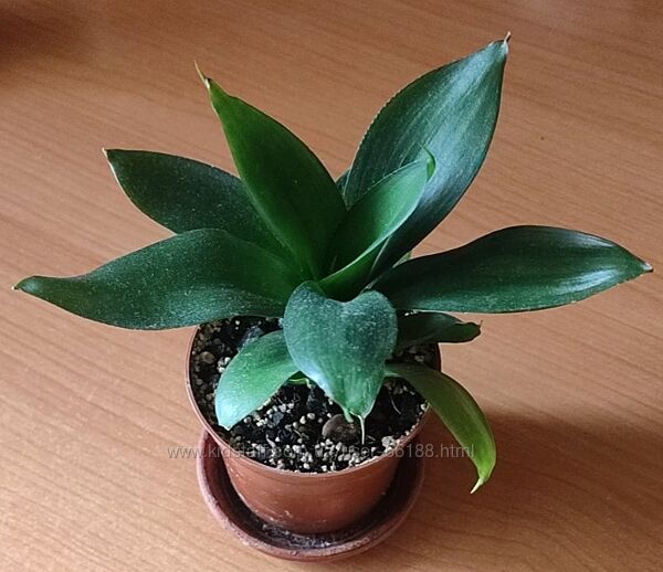 Сансівьєрія сортова Блек джейд , ханні, продаю 