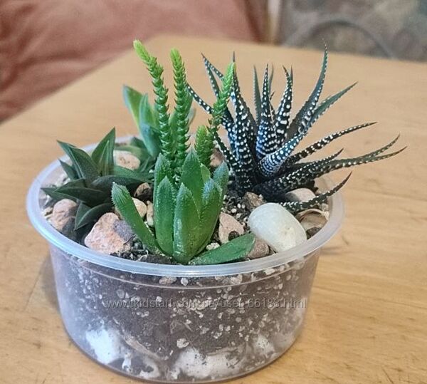 Сукуленти набір - хавортії і красула