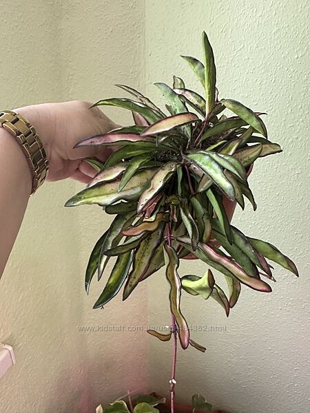 Хойї різні види. Хойя