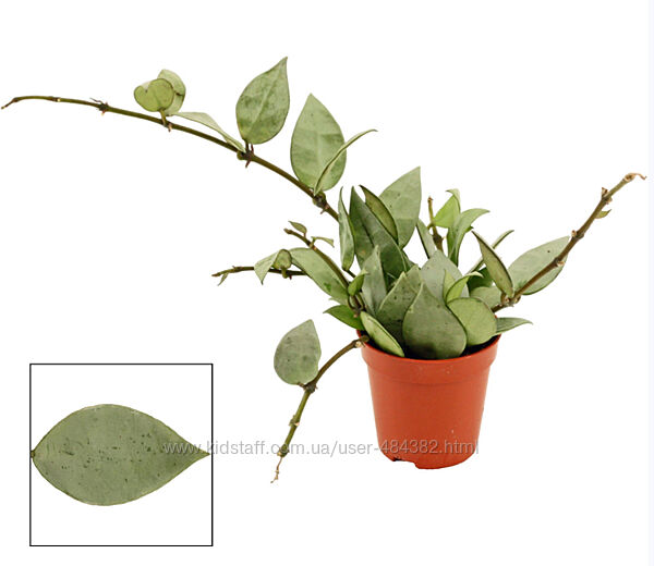 Хойя різні види