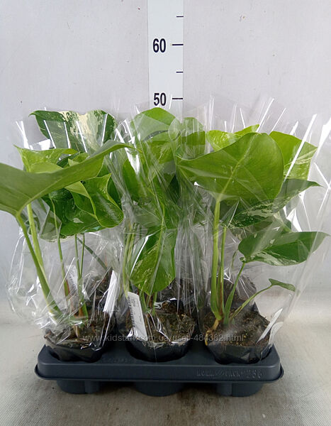 Монстера варієгатна Monstera Delic. &acutevariegata