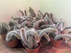 Кактус Мавпячий хвіст Hildewinteria Colademoninis