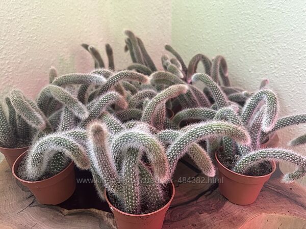 Кактус Мавпячий хвіст Hildewinteria Colademoninis