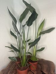 Стреліця королівська.