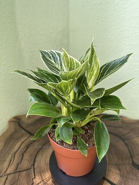 Філодендрони різні. Кімнатні рослини 