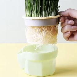 Контейнер для пророщування трави котам