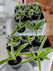 #4: хлорофитум