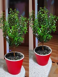 мирт деревце