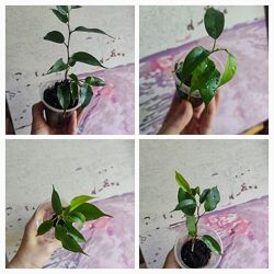 Саженцы фикуса бенджамина  Наташа , Даниэль  Акция