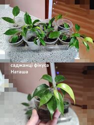  Саженцы фикуса Бенджамина  Наташа , Даниэль, Кинки