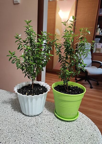 маленький мирт в вазоне
