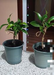 #9: 2 варианта по 150 гр