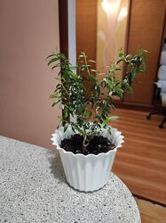 маленький мирт в горшочке