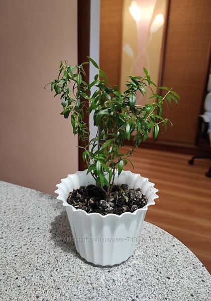 маленький мирт в горшочке
