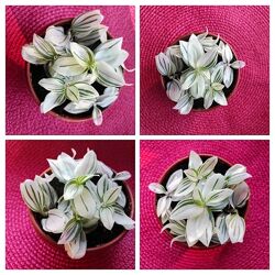 Традесканция ампельная в горшочке традесканція ампельна