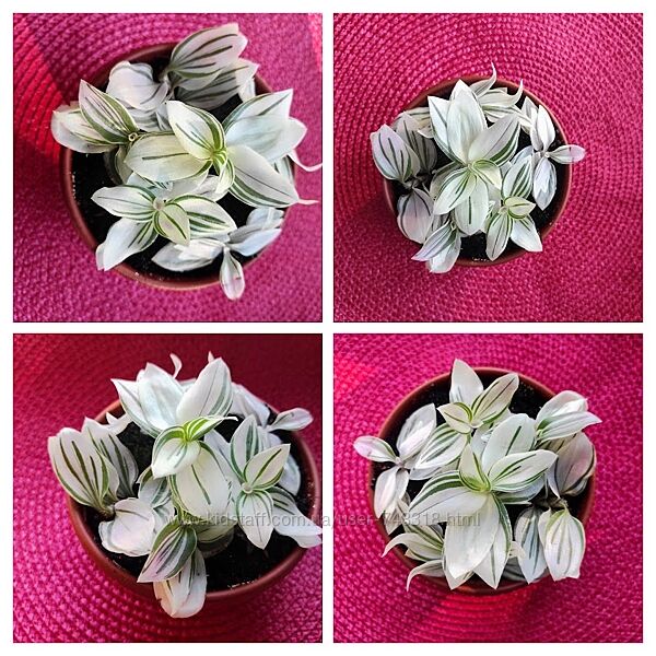 Традесканция ампельная в горшочке традесканція ампельна