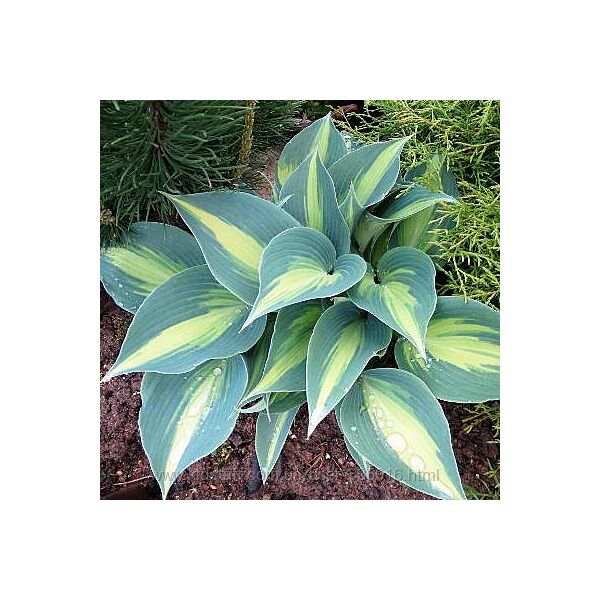 Hosta Catherine