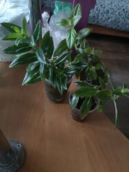 #5: продаваемые