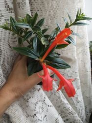 #7: продаваемый