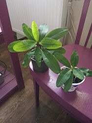 #3: 200 и 240 грн