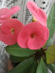 #7: продаваемый