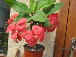 #1: алый пример