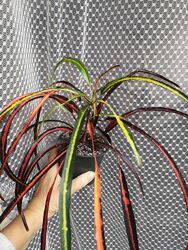 Кротон сорт  Бараний Рог , Магнифисент, Занзибар, Gold Star, Экселент