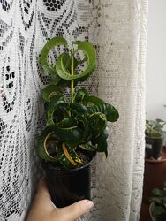 Кротон Бараний Рог Rams Нorn