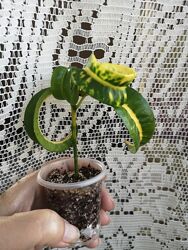 Кротон Бараний Рог Rams Нorn