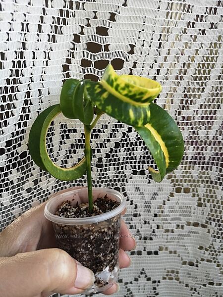 Кротон Бараний Рог Rams Нorn