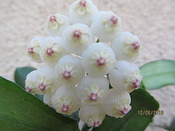 Хойя Ротундифлора