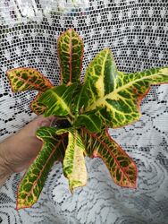  Кротон сорт Экселент