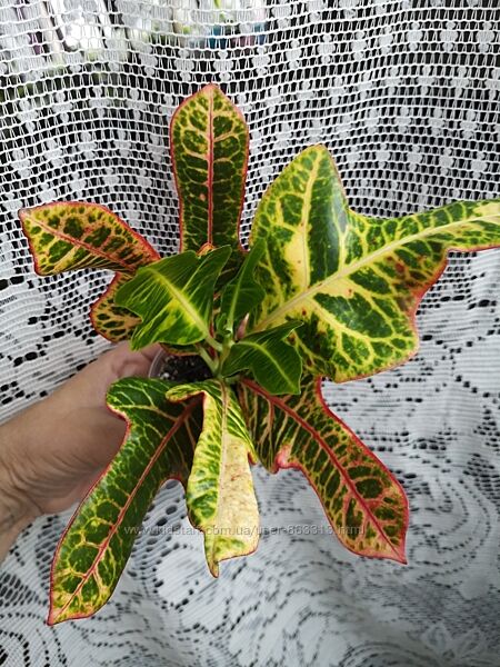  Кротон сорт Экселент