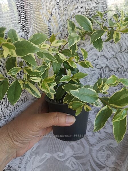 Вариегатный Мирт