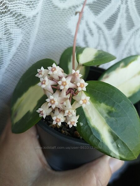 Хойя Verticillata variegata