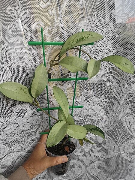 Хои Silver Moon и Grey Ghost