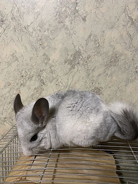 ТЕРМІНОВО Подарую шиншилу хлопчика