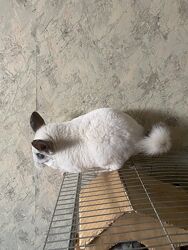 Терміново подарую нашого шушу