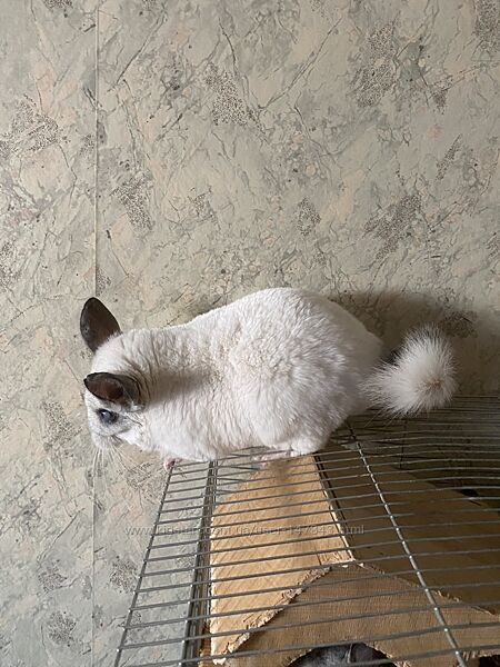 Терміново подарую нашого шушу