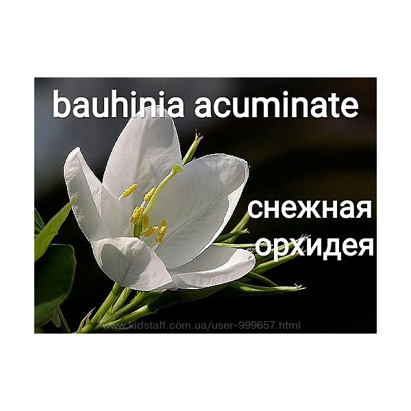 Семена баухиния - орхидейное дерево