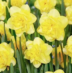 20 шт Нарцисс. Нарцис. Цибулини нарцису. Луковицы нарцисса. Квіти.