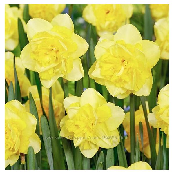 20 шт Нарцисс. Нарцис. Цибулини нарцису. Луковицы нарцисса. Квіти. 