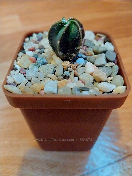 Сіянці Astrophytum myriostigma cv. KIKKO