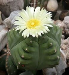 #3: Зразок квітіння 