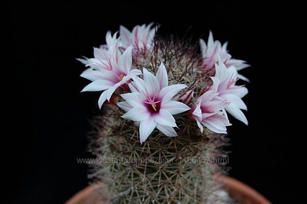 Сіянці Mammillaria fraileana SB1247