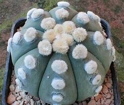 Сіянці Astrophytum asterias ooibo nudum