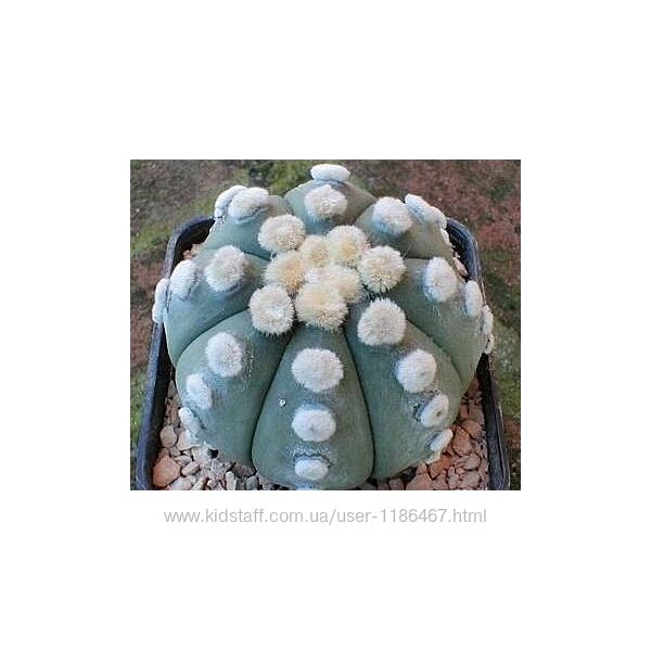 Сіянці Astrophytum asterias ooibo nudum
