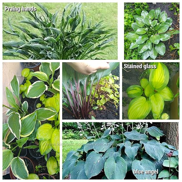 #2: #хоста_ купить