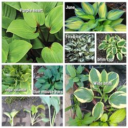 #6: хоста разные сорта