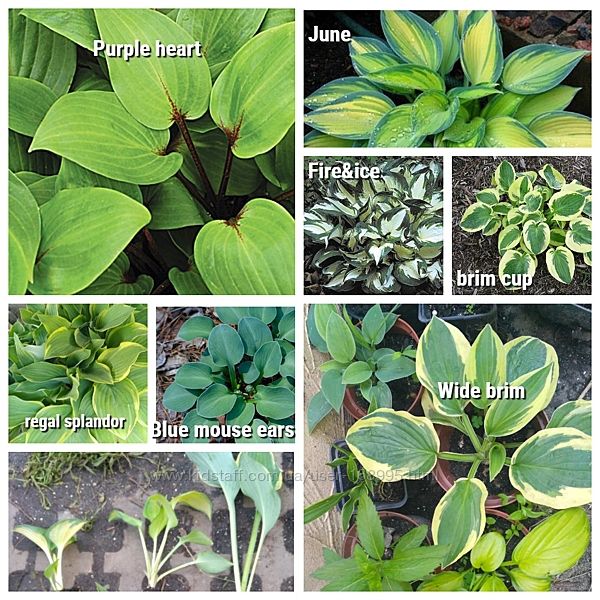 #6: хоста разные сорта